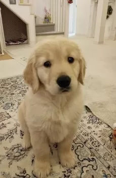 M.H 様のお迎えした子犬