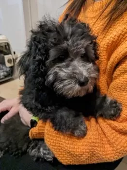 おき 様のお迎えした子犬