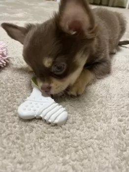 N.F 様のお迎えした子犬