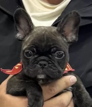 H.Ｉ 様のお迎えした子犬