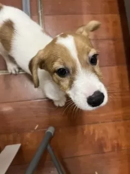 S.N 様のお迎えした子犬