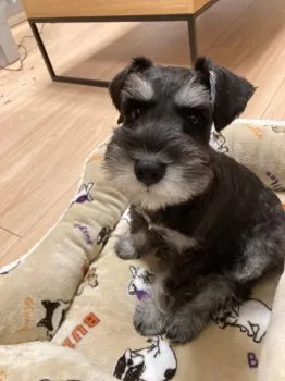 S.Y 様のお迎えした子犬