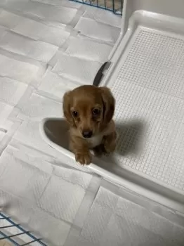 Qoochan 様のお迎えした子犬