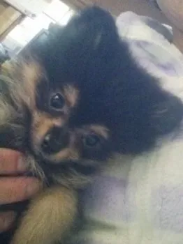 にごママ 様のお迎えした子犬