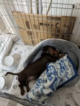 N.A 様のお迎えした子犬