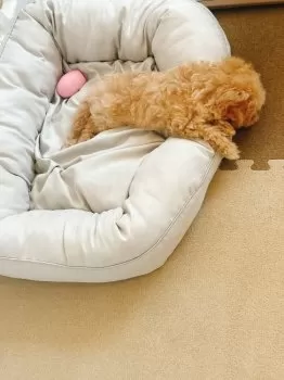 peco 様のお迎えした子犬