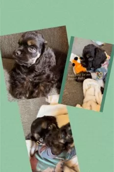 Cupcakes 様のお迎えした子犬