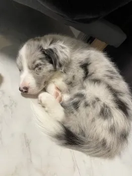 C.N 様のお迎えした子犬