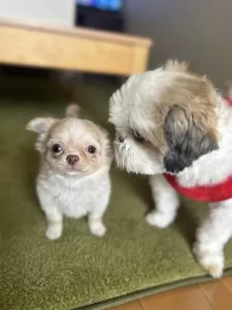 ししまる 様のお迎えした子犬