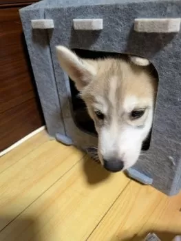 K.Y 様のお迎えした子犬