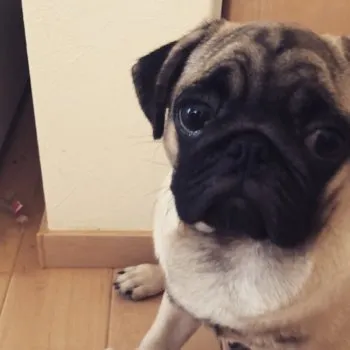 さきおか 様のお迎えした子犬
