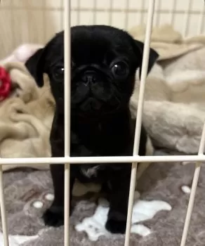 S.Y 様のお迎えした子犬