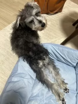 S.K 様のお迎えした子犬
