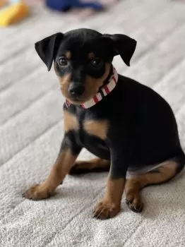 T.N 様のお迎えした子犬