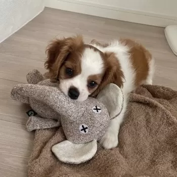 あお 様のお迎えした子犬