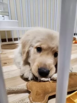 エル 様のお迎えした子犬