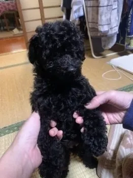 柴田家 様のお迎えした子犬