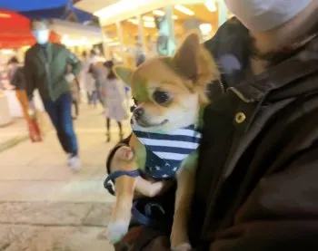 sa 様のお迎えした子犬