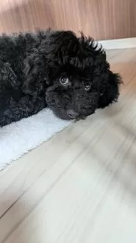 N.S 様のお迎えした子犬