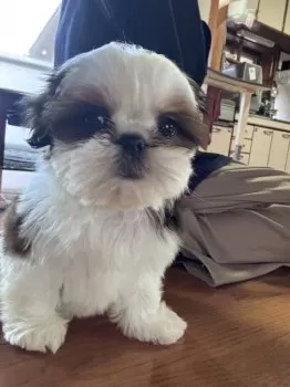みなぷ 様のお迎えした子犬