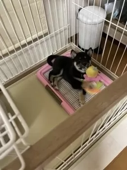 Yuka 様のお迎えした子犬