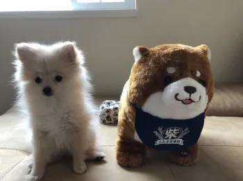 こまめ 様のお迎えした子犬