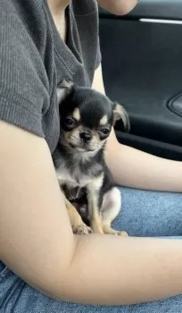 H.Y 様のお迎えした子犬