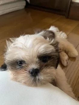 翠 様のお迎えした子犬