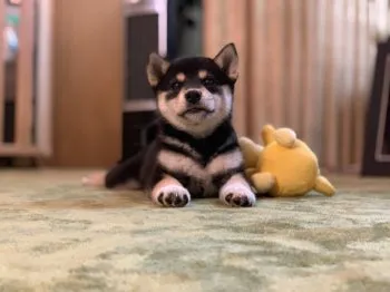 小夏 様のお迎えした子犬