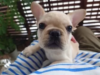 ちか 様のお迎えした子犬