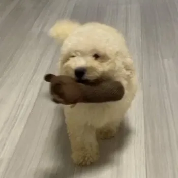 SK 様のお迎えした子犬