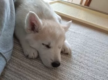 Y.W 様のお迎えした子犬