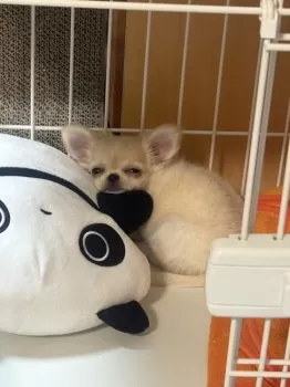 E.M 様のお迎えした子犬