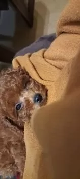 コバくみ 様のお迎えした子犬