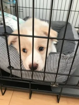 K.A 様のお迎えした子犬