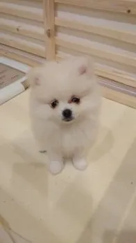 まっつ 様のお迎えした子犬