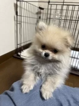 りゅうまま 様のお迎えした子犬