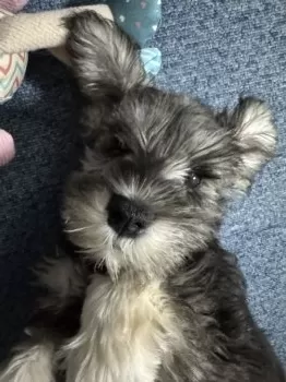 sola 様のお迎えした子犬