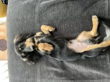J.S 様のお迎えした子犬