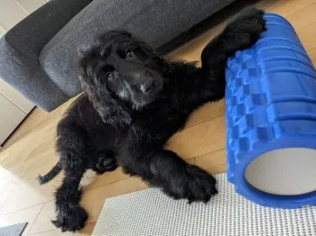 たかの 様のお迎えした子犬
