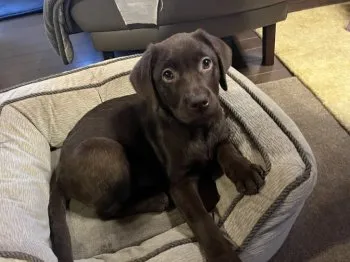 W.Ｉ 様のお迎えした子犬