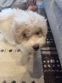 るる 様のお迎えした子犬