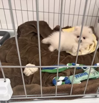 とも 様のお迎えした子犬