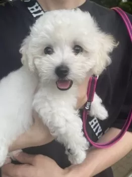 K.M 様のお迎えした子犬