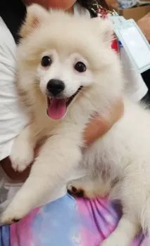 にの 様のお迎えした子犬