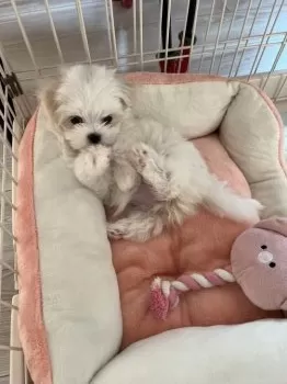 みるく 様のお迎えした子犬