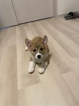 M.Y 様のお迎えした子犬