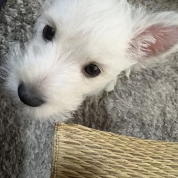 コンタ 様のお迎えした子犬