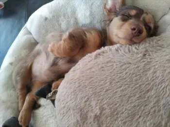 えびす 様のお迎えした子犬