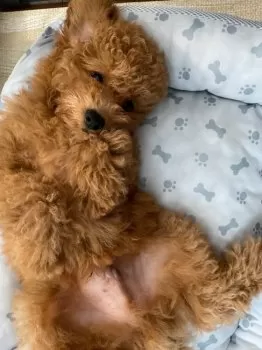 R.K 様のお迎えした子犬